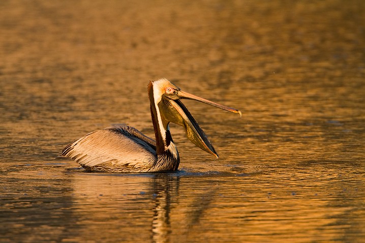 Brauner Pelikan Pelecanus occidentalis Brown Pelican